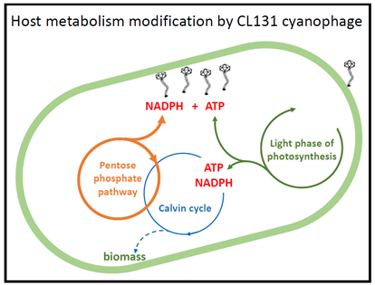Diagram showing modification of host metabolism by cyanophage CL131.