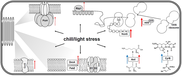Schematic indicating the role of analyzed genes in a cyanobacterial cell and their response to chill/light stress.