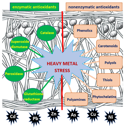 Diagram showing heavy metal detoxification strategies in lichens.