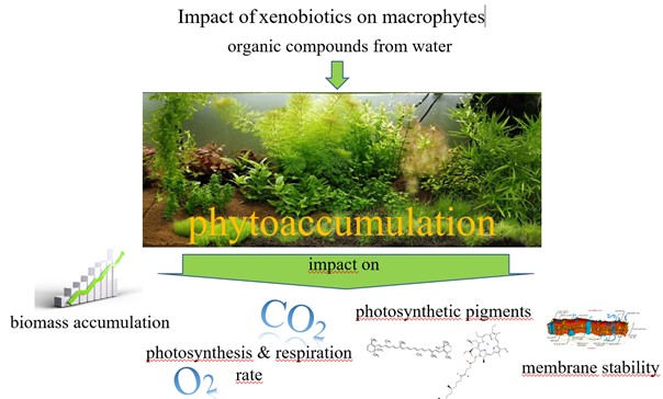 Diagram of the influence of xenobiotics on aquatic macrophytes.