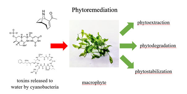 Diagram showing phytoremediation of cyanobacterial toxins by macrophytes.