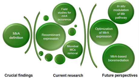 Diagram showing the progress in research on the participation of the Microcystins-Detoxifying Enzyme (MlrA) enzyme in the bioremediation of cyanobacterial pollutants in fresh waters.