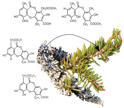 Drawing showing compounds present in the bark of spruce branches abundantly colonized by Hypogymnia physodes.